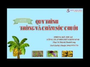 QUY TRÌNH TRỒNG VÀ CHĂM SÓC CHUỐI