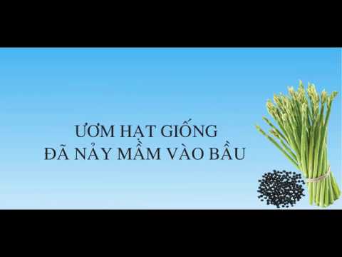 Kỹ Thuật Trồng Măng Tây Cho Người Mới Bắt Đầu 2025