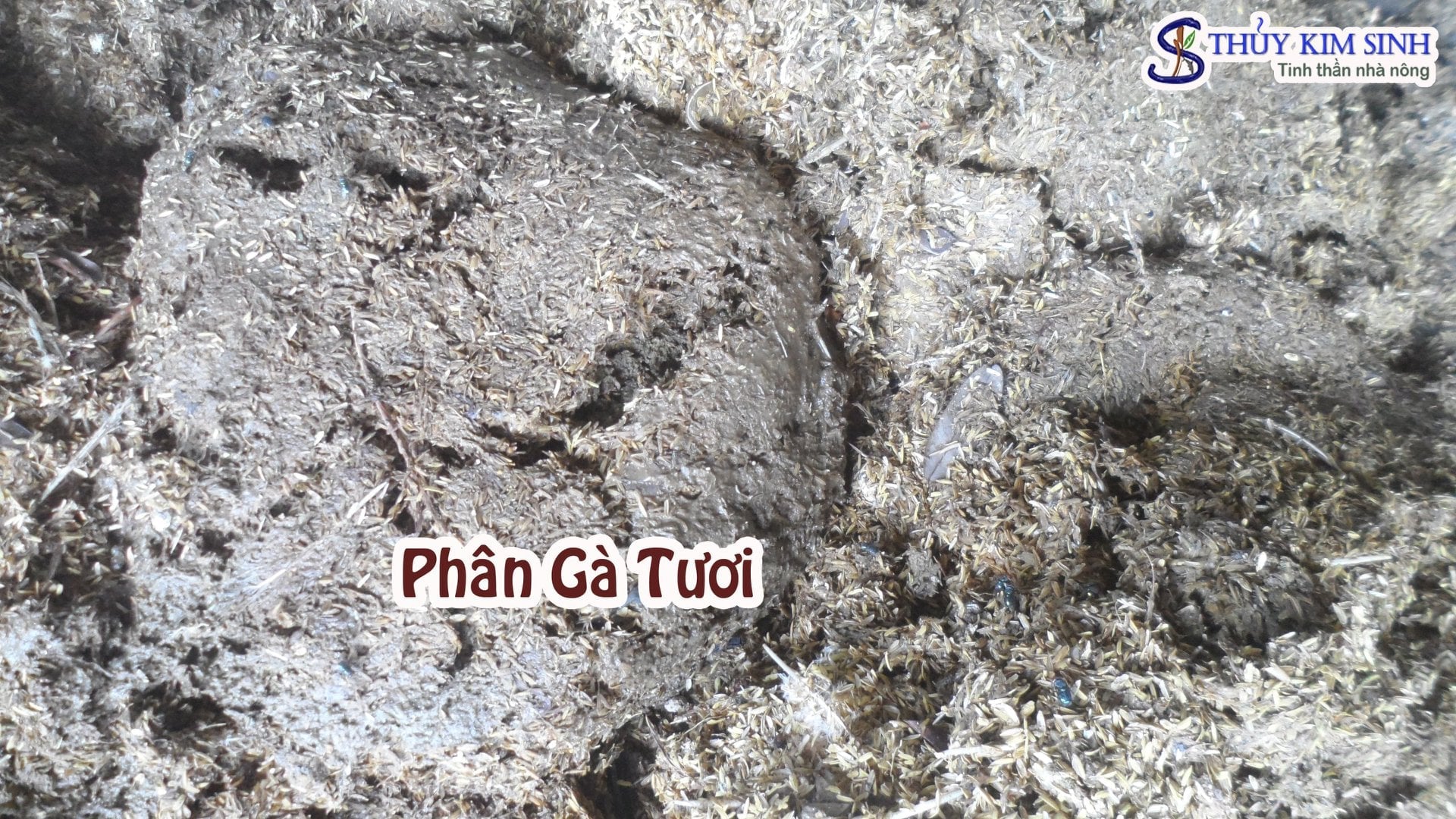 CÁCH Ủ PHÂN GÀ HOAI MỤC ĐỂ BÓN CHO CÂY 2025 