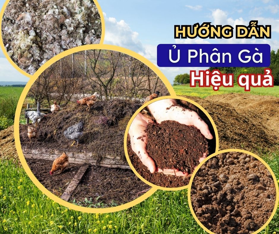 CÁCH Ủ PHÂN GÀ HOAI MỤC ĐỂ BÓN CHO CÂY