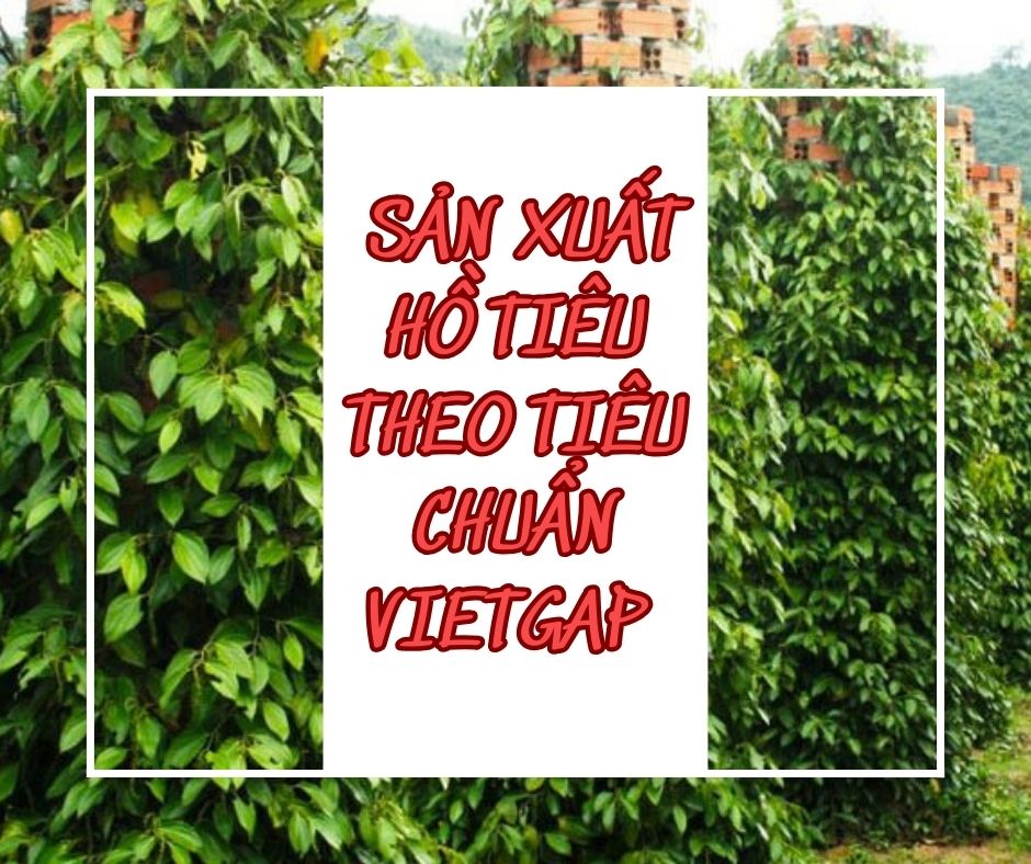 Sản Xuất Hồ Tiêu Theo Tiêu Chuẩn VietGAP