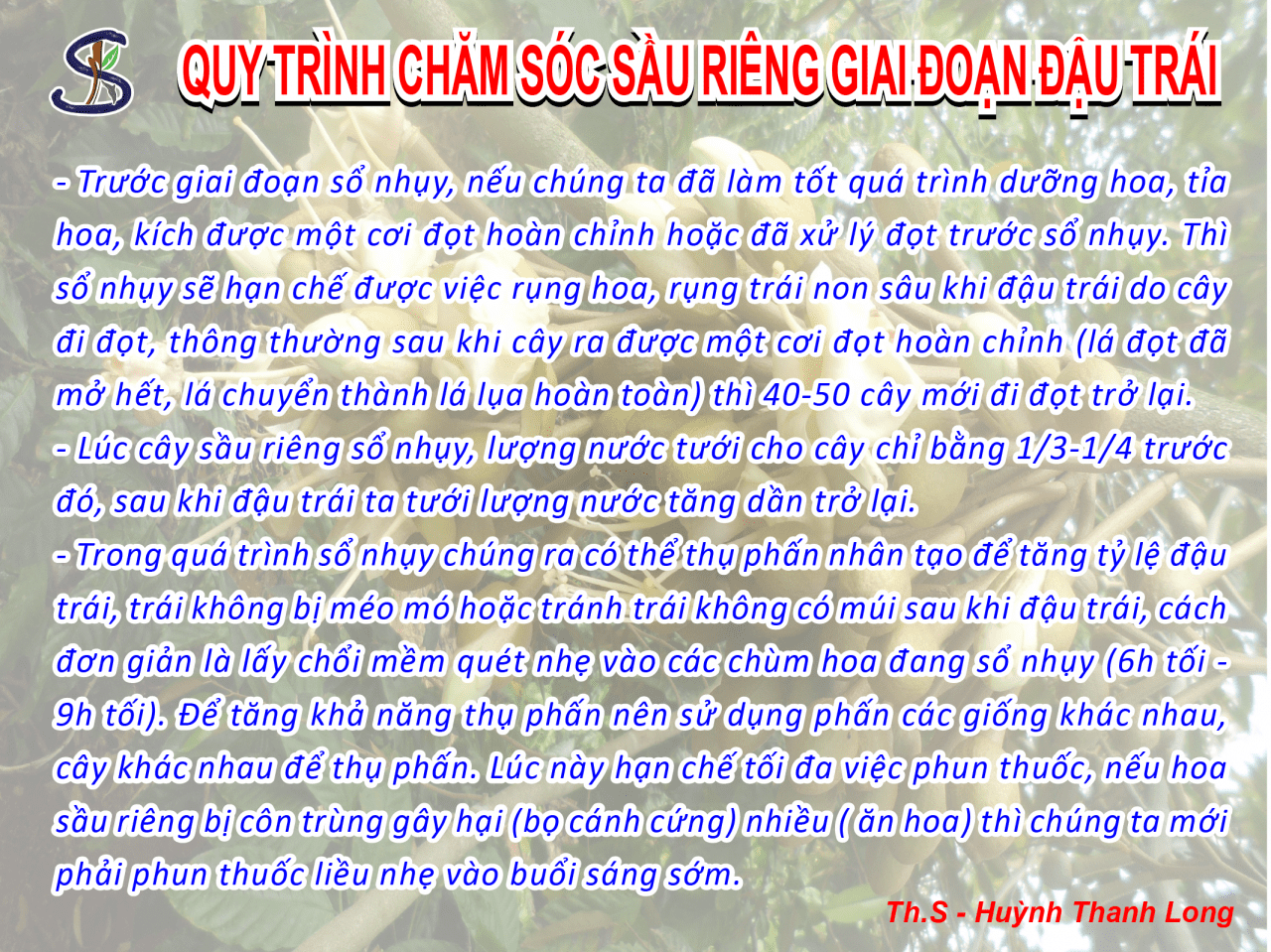 Kỹ Thuật Chăm Sóc Sầu Riêng Giai Đoạn Đậu Trái