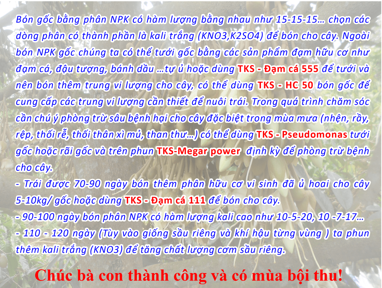 Kỹ Thuật Chăm Sóc Sầu Riêng Giai Đoạn Đậu Trái