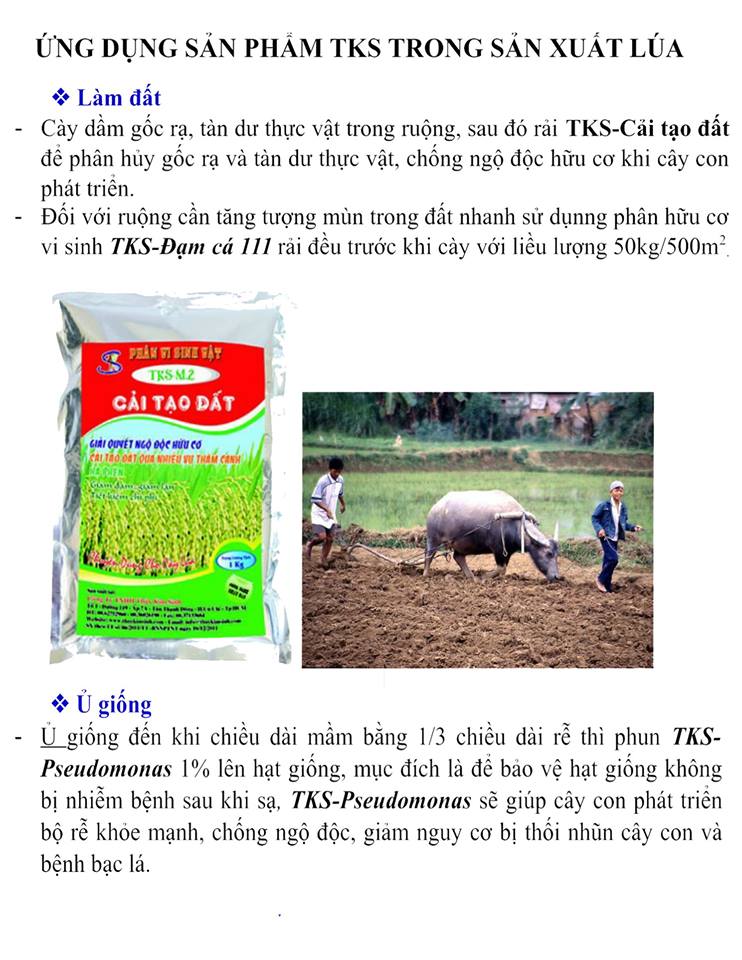 Sản Phẩm TKS Trong Sản Xuất Lúa