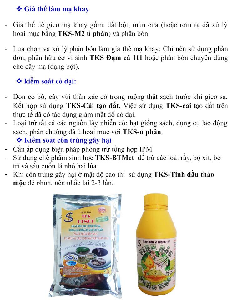 Sản Phẩm TKS Trong Sản Xuất Lúa