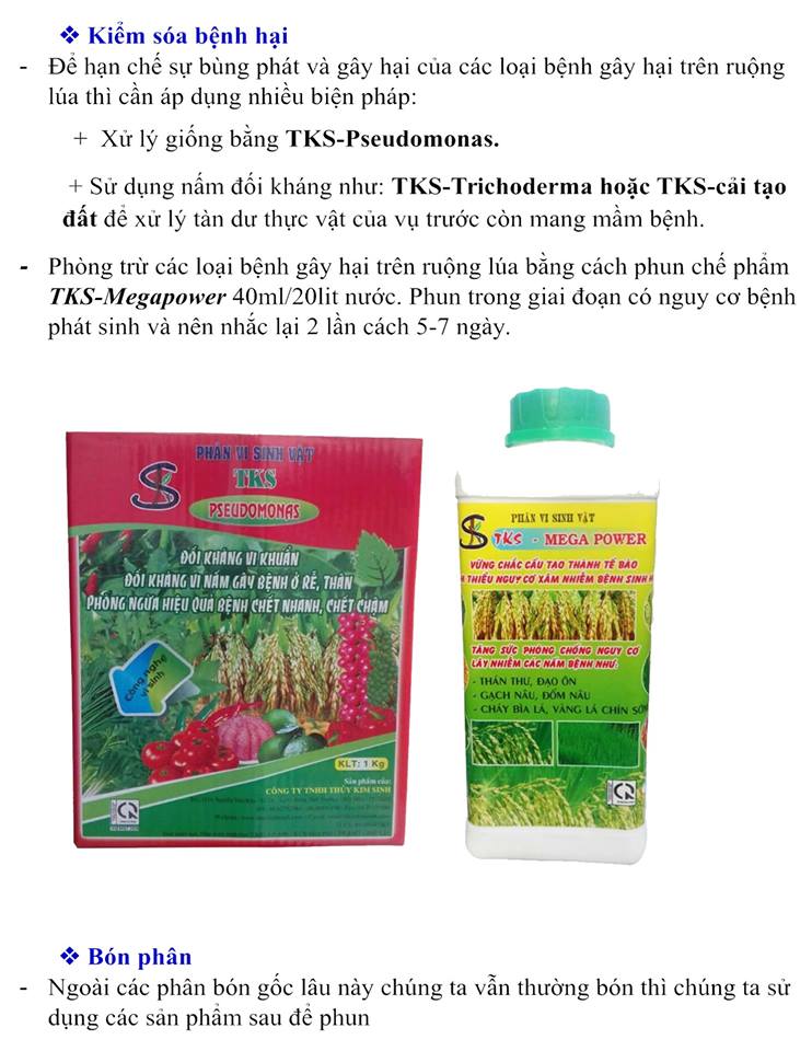 Sản Phẩm TKS Trong Sản Xuất Lúa