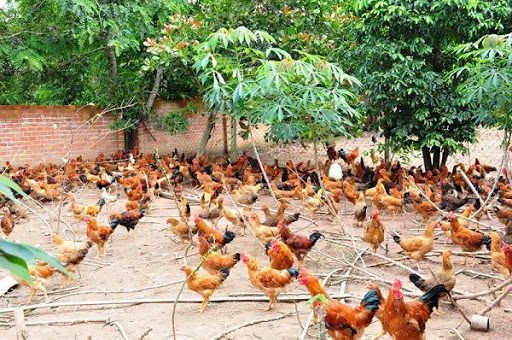 Bệnh thường gặp trên gà