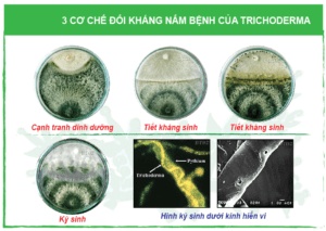 cơ chế đối kháng nấm Trichoderma