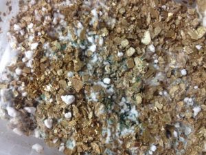 TÌM HIỂU VỀ NẤM TRICHODERMA LÀ GÌ?