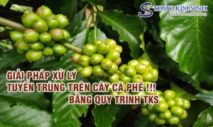 GIẢI PHÁP XỬ LÝ TUYẾN TRÙNG RỄ CÀ PHÊ !!!