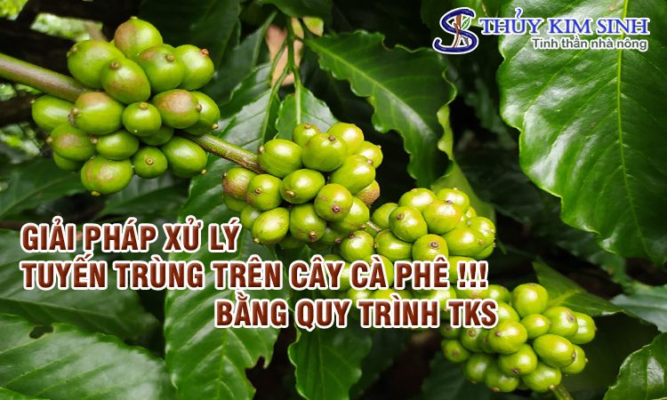 GIẢI PHÁP XỬ LÝ TUYẾN TRÙNG RỄ CÀ PHÊ !!!