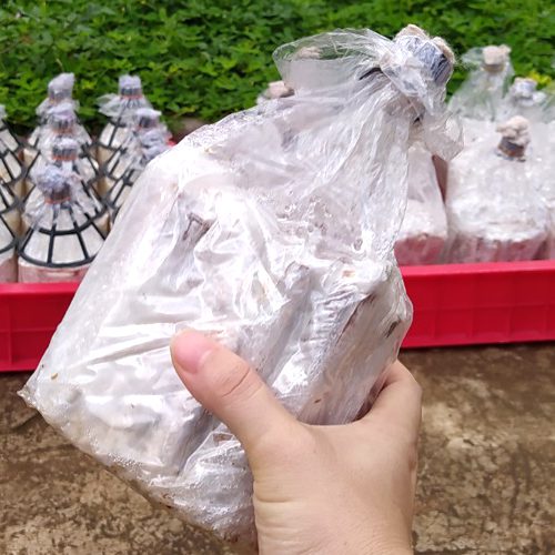 MEO CỌNG MÌ GIỐNG NẤM BÀO NGƯ, LINH CHI, HOÀNG ĐẾ ...
