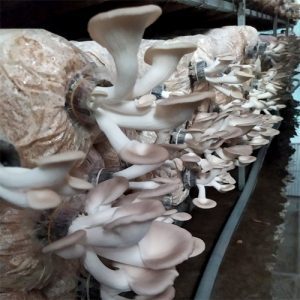 PHÔI NẤM BÀO NGƯ XÁM