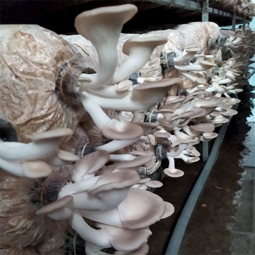 PHÔI NẤM BÀO NGƯ XÁM