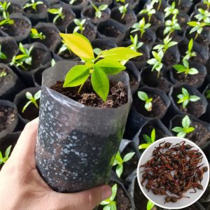 CÂY GIÓ BẦU