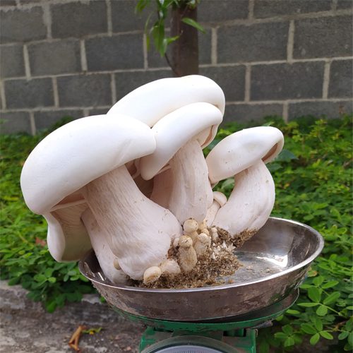 PHÔI NẤM HOÀNG ĐẾ