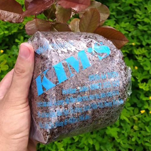 MEO NẤM RƠM GIỐNG VTQ & M1