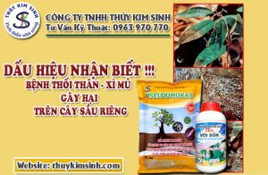 BỆNH THỐI THÂN - XÌ MỦ TRÊN CÂY SẦU RIÊNG & GIẢI PHÁP XỬ LÝ
