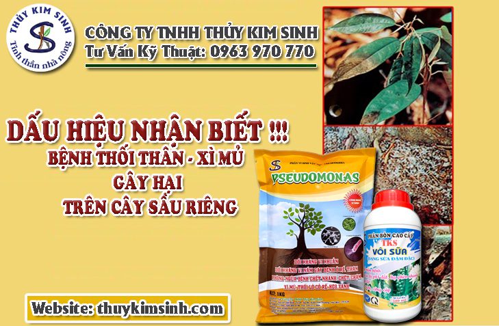 BỆNH THỐI THÂN - XÌ MỦ TRÊN CÂY SẦU RIÊNG & GIẢI PHÁP XỬ LÝ