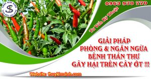 PHÒNG VÀ NGĂN NGỪA BỆNH THÁN THƯ GÂY HẠI TRÊN CÂY ỚT
