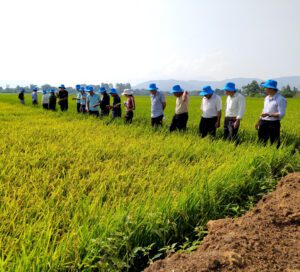 MÔ HÌNH TRỒNG LÚA SẠCH