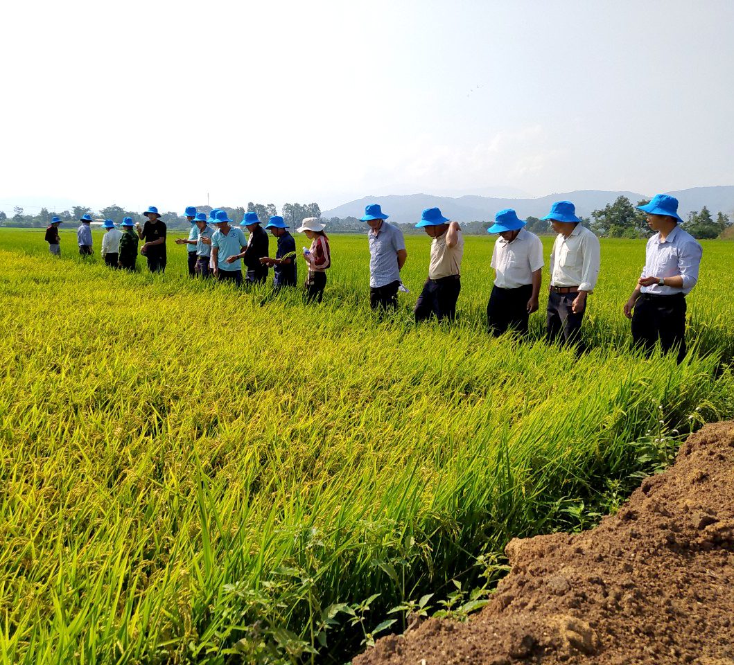 MÔ HÌNH TRỒNG LÚA SẠCH