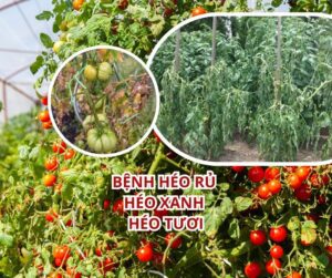 bệnh héo rũ,héo xanh, héo tươi