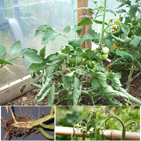 Cách trị bệnh héo rũ, héo xanh trên cây cà chua