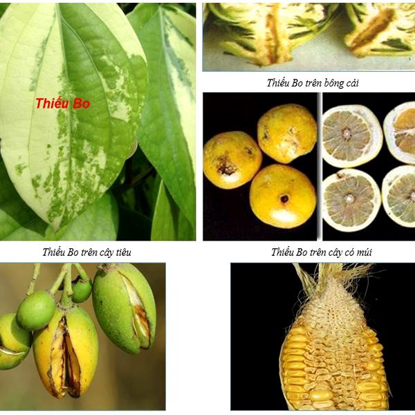 Phân bón lá Canxi Bo: Chống rụng trái, nứt trái và thối trái