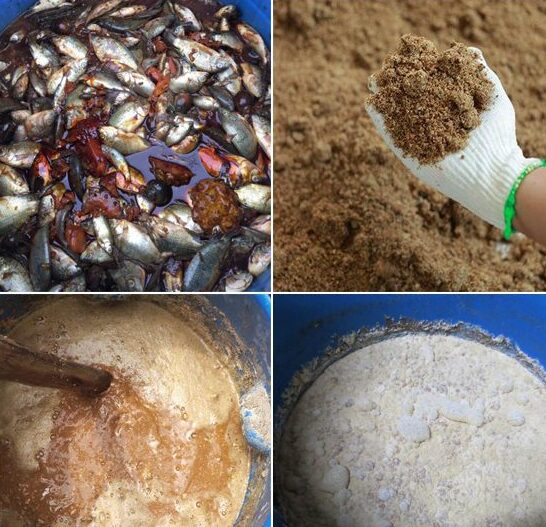 Cách ủ đạm cá và bánh dầu không hôi bằng chế phẩm EM