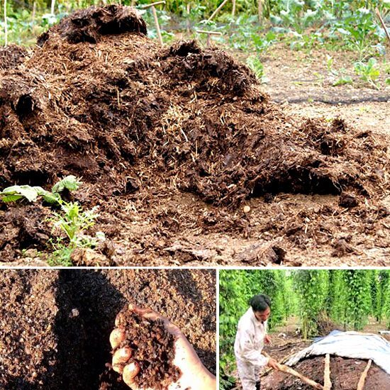 Hướng dẫn cách Ủ vỏ cà phê, trấu, lá cây thành phân hữu cơ vi sinh