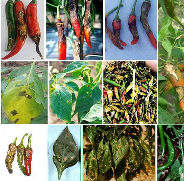 Thuốc trị bệnh thán thư trên ớt