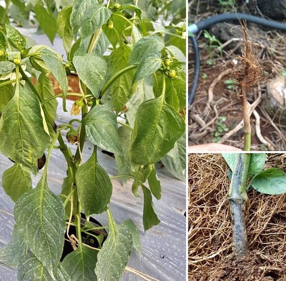 Cách trị bệnh chết cây con trên ớt !!!