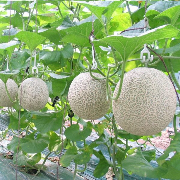Cách cải tạo đất trồng dưa lưới vàng