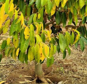 Cây sầu riêng bị vàng lá, thối rễ - Nguyên nhân và biện pháp xử lý