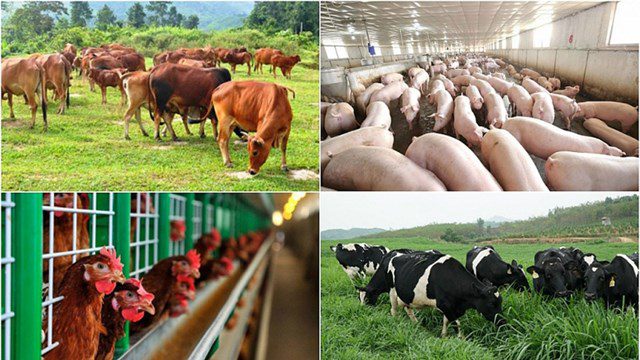 Điều trị ORT, CCRD, Fibrin, E.coli,... ở gà: Kháng Viêm Thảo Mộc