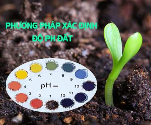 PH ĐẤT LÀ GÌ? CÁCH CẢI TẠO ĐẤT CHUA…