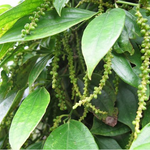 Kỹ Thuật Làm Bông Cho Hồ Tiêu - Hướng Dẫn Đạt Hiệu Quả Cao