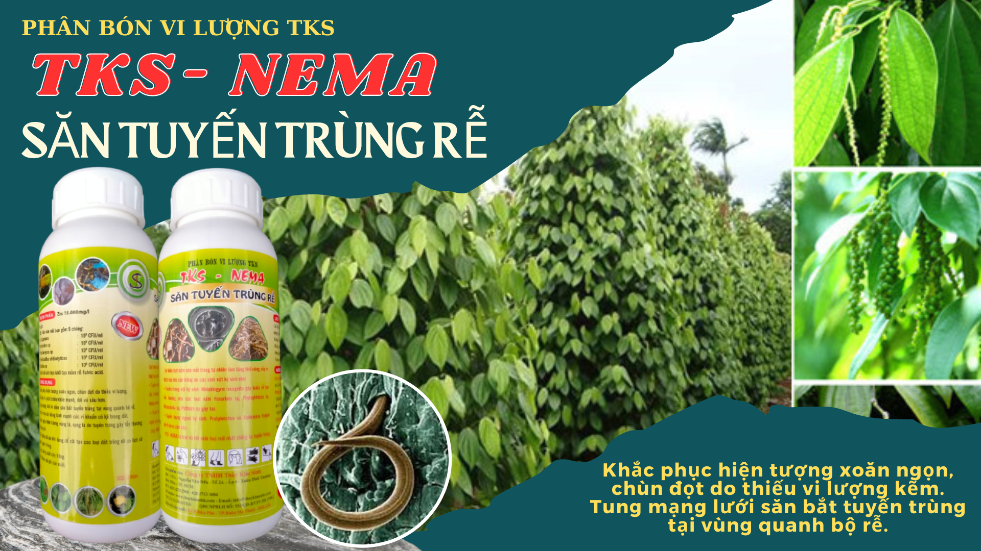 Thuốc Tuyến Trùng Rễ NEMA: Ngăn ngừa xoắn ngọn, chùn đọt - Ảnh 3