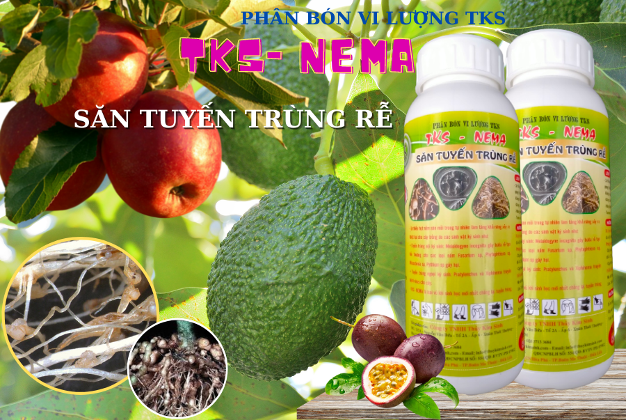 Thuốc Tuyến Trùng Rễ NEMA: Ngăn ngừa xoắn ngọn, chùn đọt - Ảnh 2