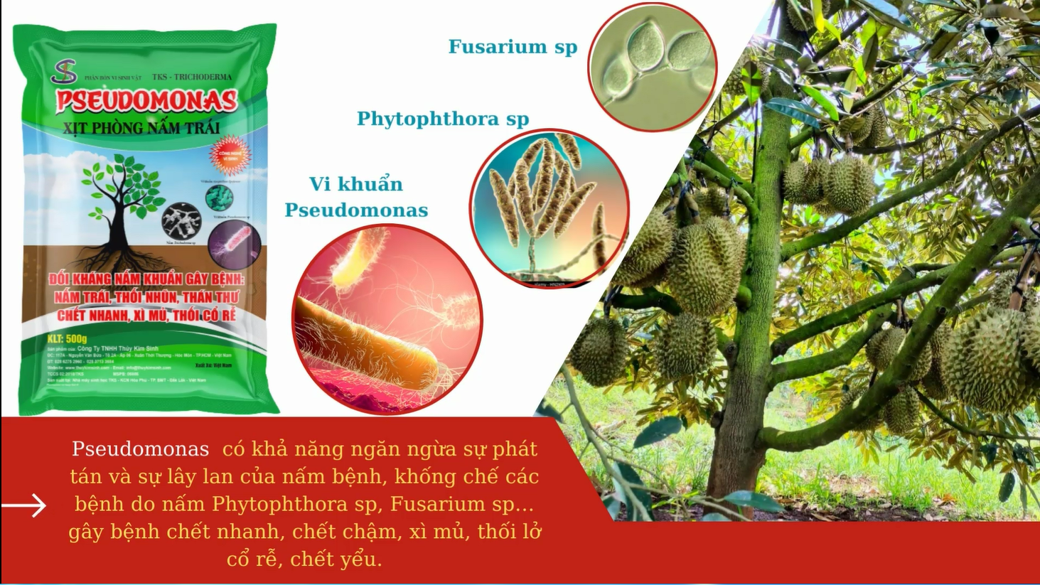 Chế phẩm vi sinh Pseudomonas: Đối kháng nấm khuẩn - Ảnh 2