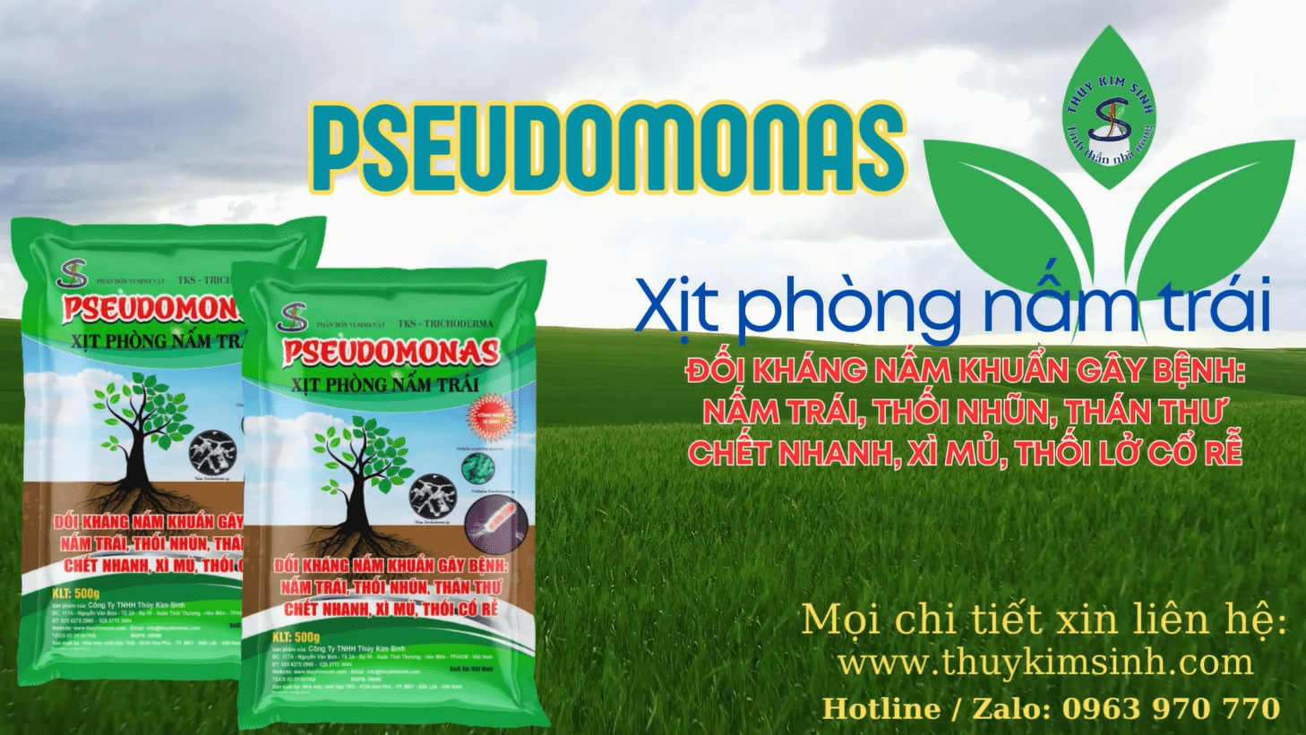 Chế phẩm vi sinh Pseudomonas: Đối kháng nấm khuẩn - Ảnh 3