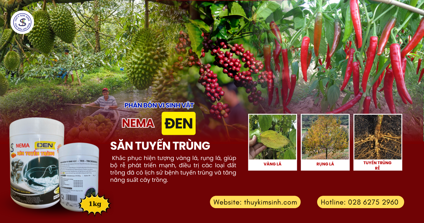 NEMA Eden Đặc trị truyến trùng:Phân bón vi sinh Giải pháp sinh học diệt trừ tuyến trùng cho cây trồng