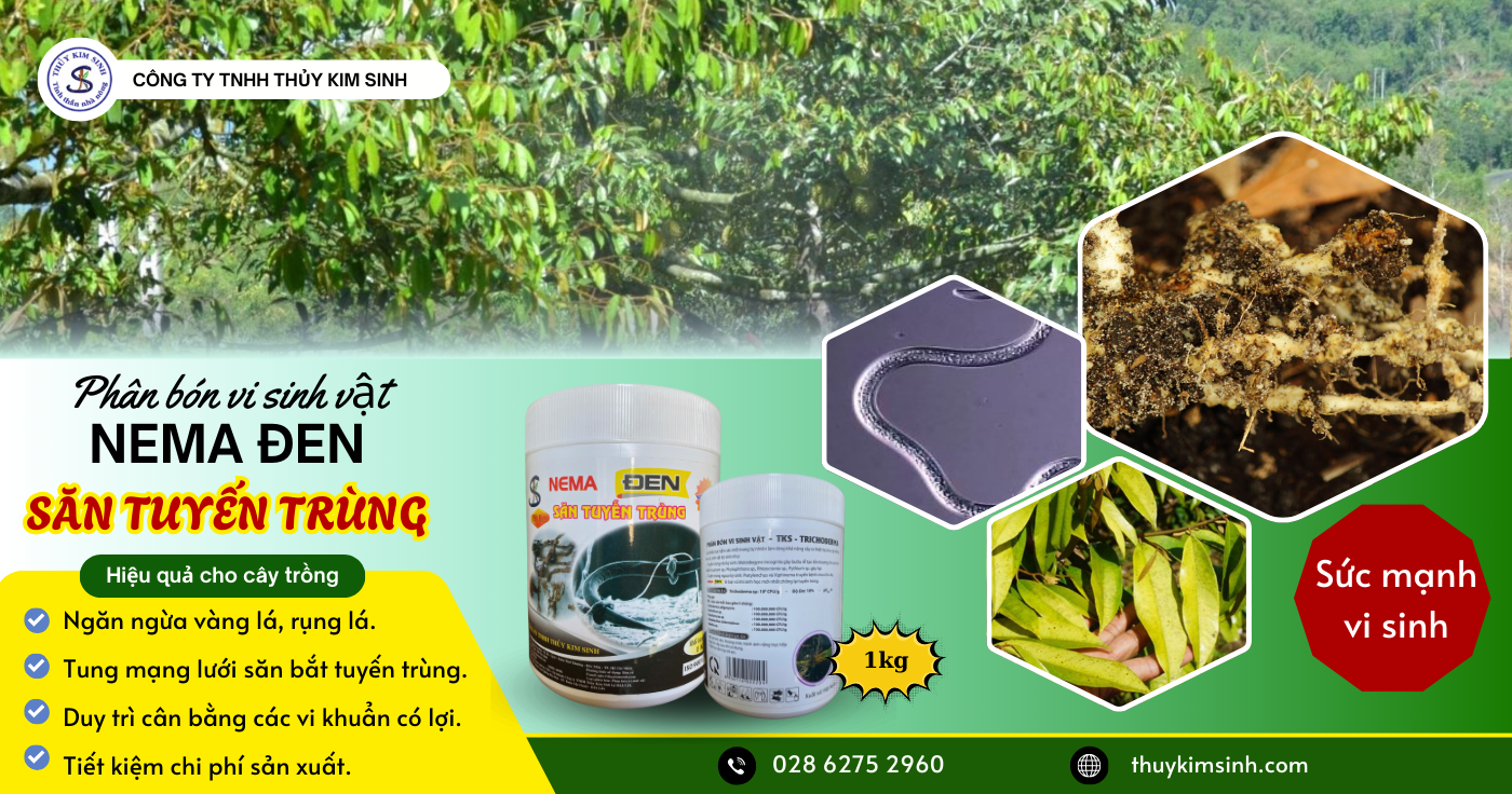 NEMA Eden Đặc trị truyến trùng:Phân bón vi sinh Giải pháp sinh học diệt trừ tuyến trùng cho cây trồng