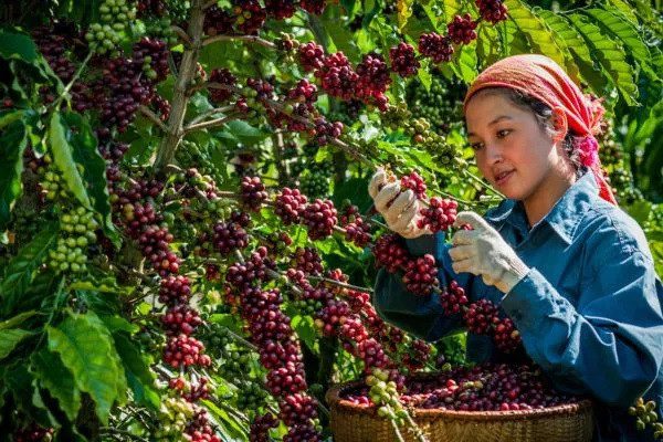 Cà Phê Robusta Việt Nam Vs Arabica: Loại Nào Đáng Trồng Hơn Năm 2025?