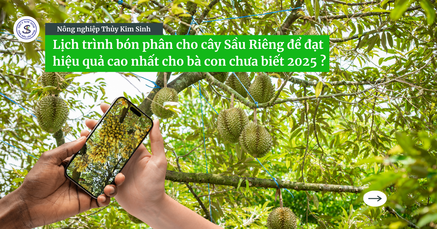 Lịch trình bón phân sầu riêng