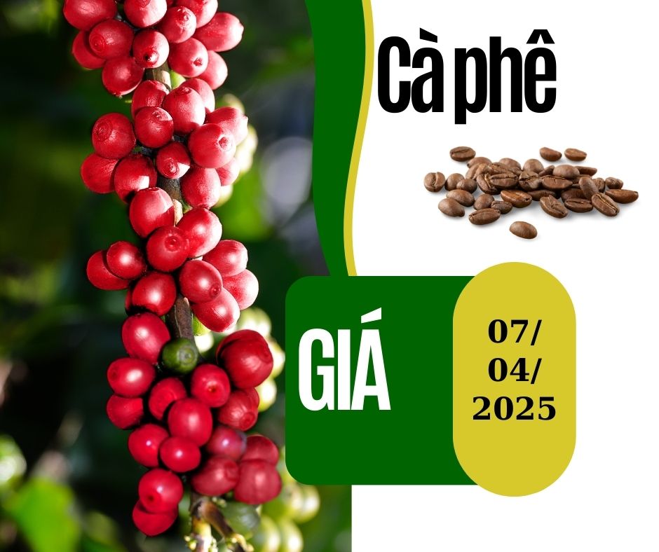 Giá Cà Phê Hôm Nay 07/04/2025: Cập Nhật Mới Nhất Tăng Hay Giảm Xu Hướng Sắp Tới ?