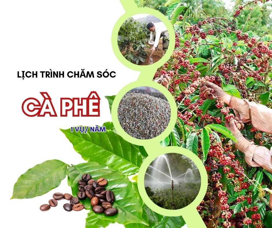 Lịch Trình Chăm Sóc Cà Phê Một Vụ: Bí Quyết Đạt Năng Suất Cao Nhất 2025