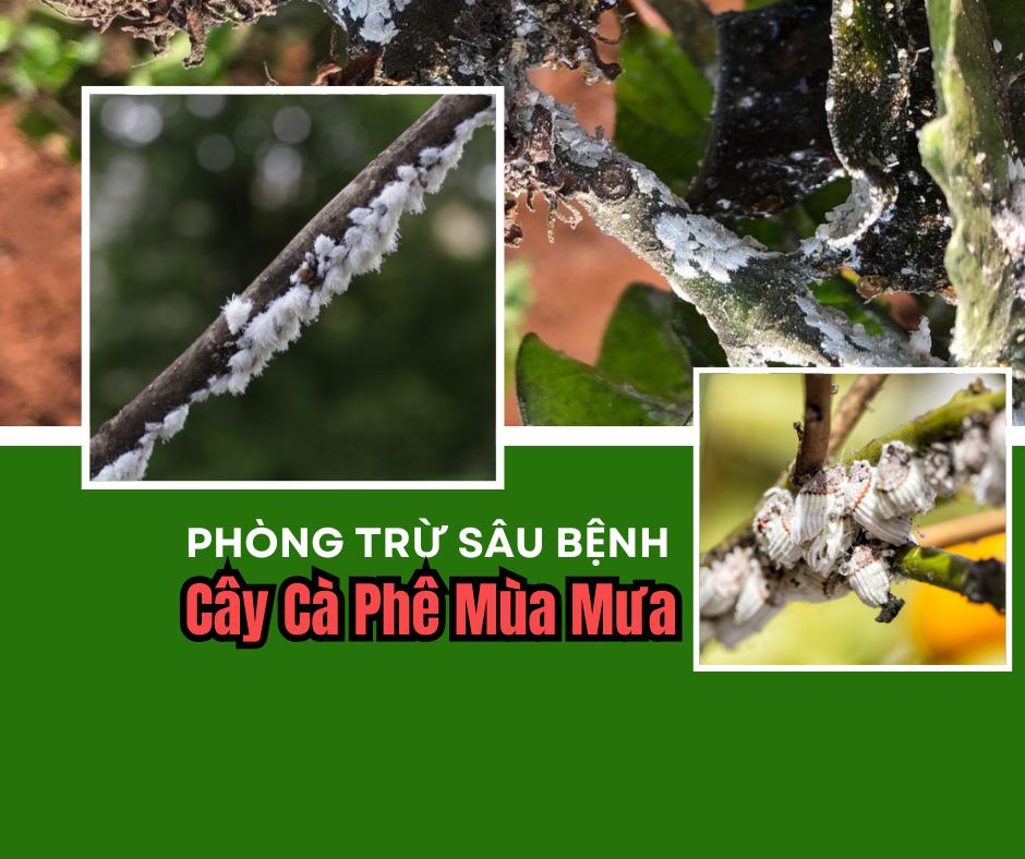 Phòng Trừ Sâu Bệnh Cây Cà Phê Mùa Mưa: Giải Pháp Hiệu Quả Nhất 2025