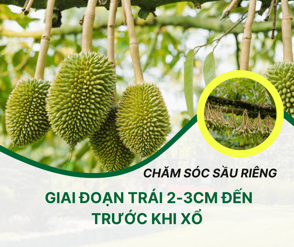 Chăm Sóc Sầu Riêng Giai Đoạn Trái 2-3cm Đến Trước Khi Xổ: Cách Bón Phân, Tưới Nước Và Phòng Bệnh Trước Khi Xổ 2025
